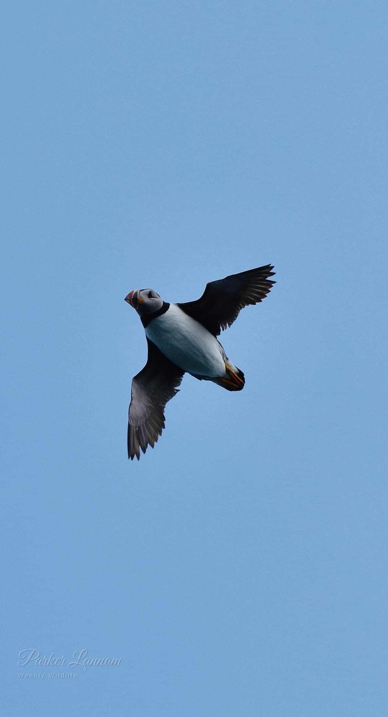 An Atlantic puffin in flight against a clear blue sky