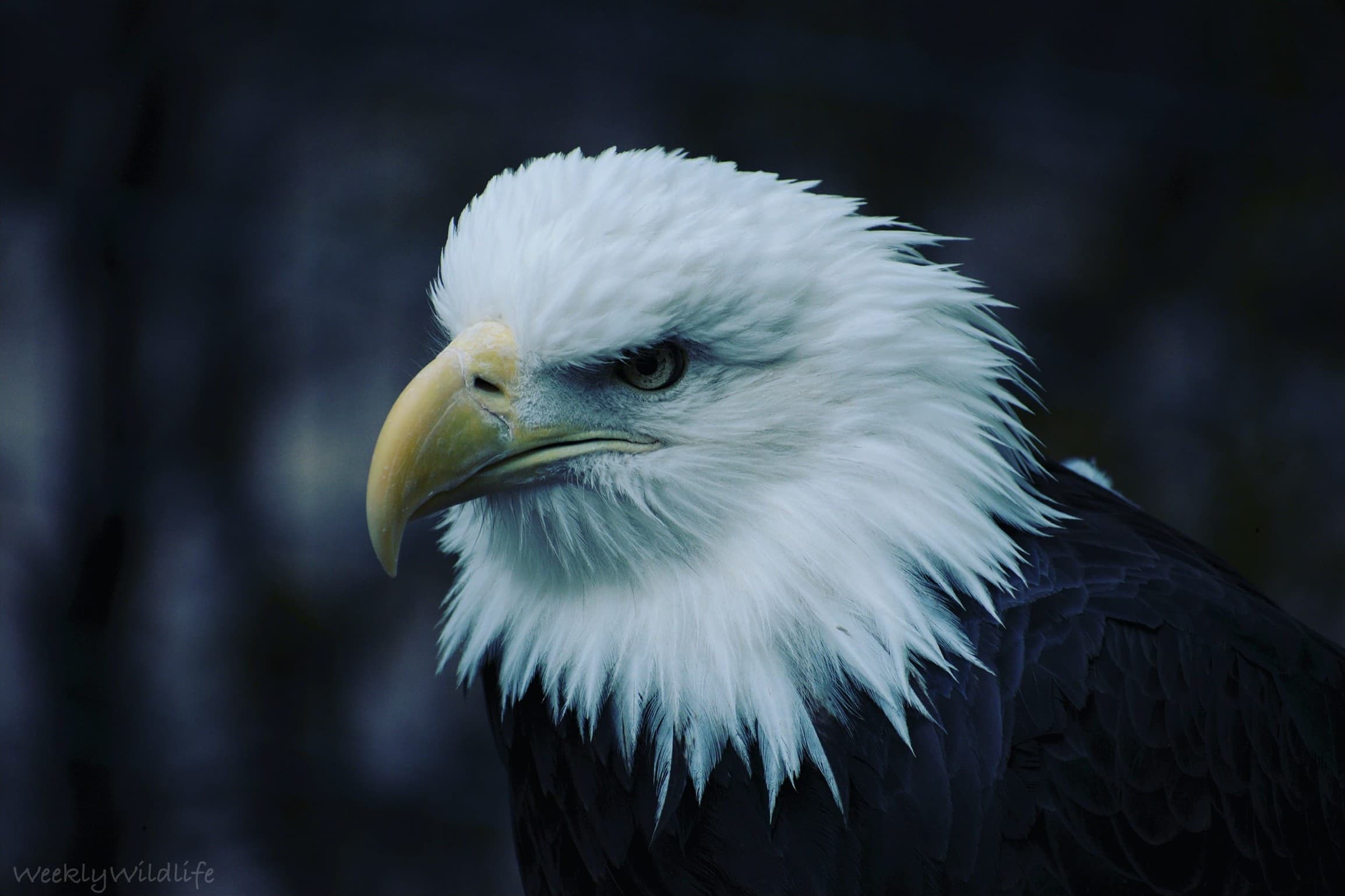 Close portrait of a bald eagle against a dark background