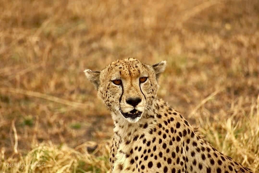 A cheetah resting in golden savanna grass, looking toward the camera