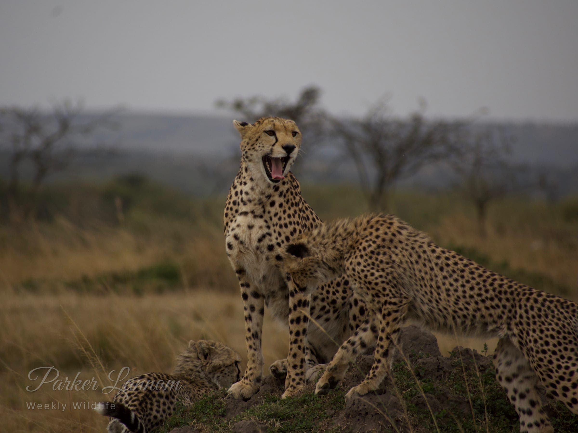 A family of cheetahs on a termite mound, one yawning, savanna behind
