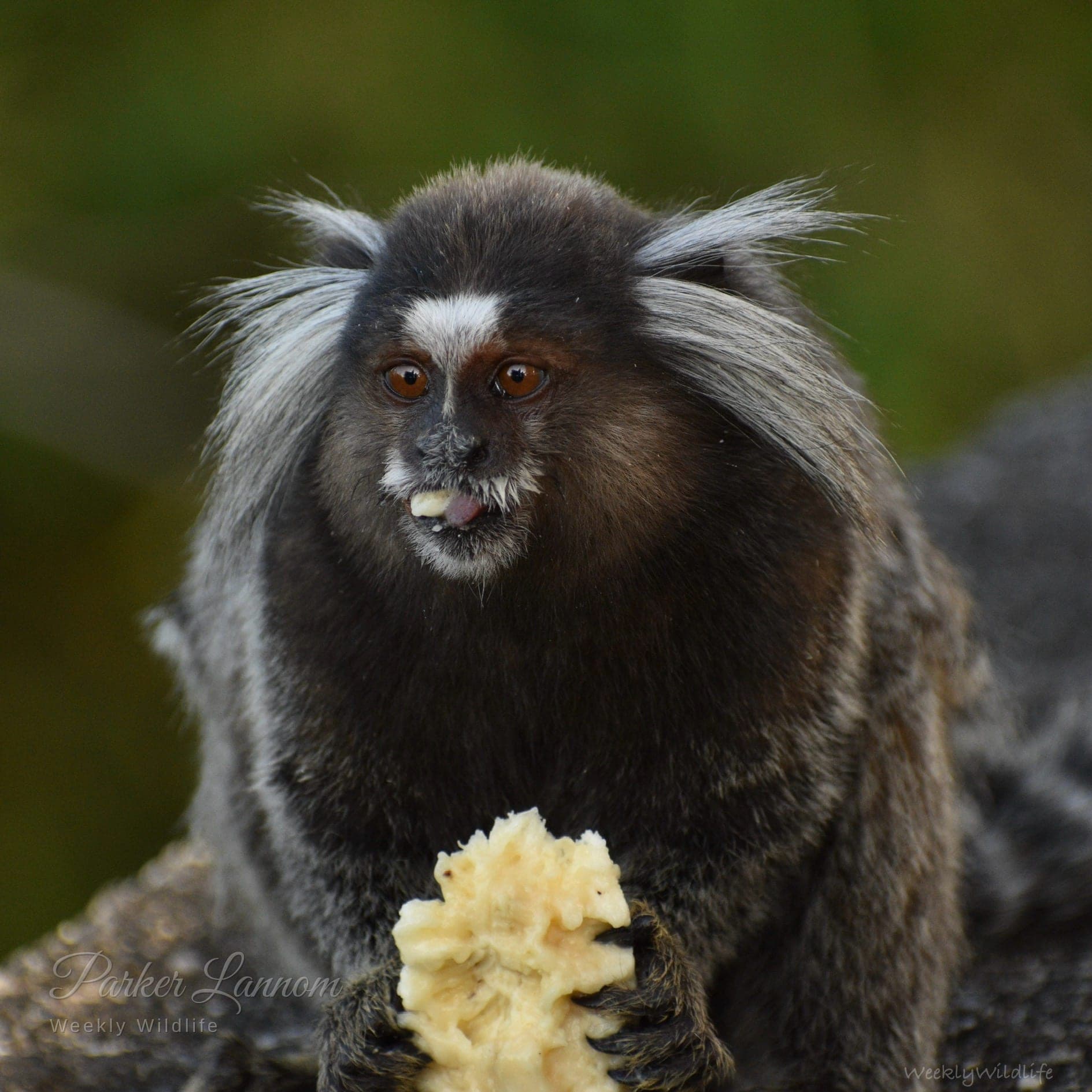 A common marmoset with white ear tufts holding a piece of fruit