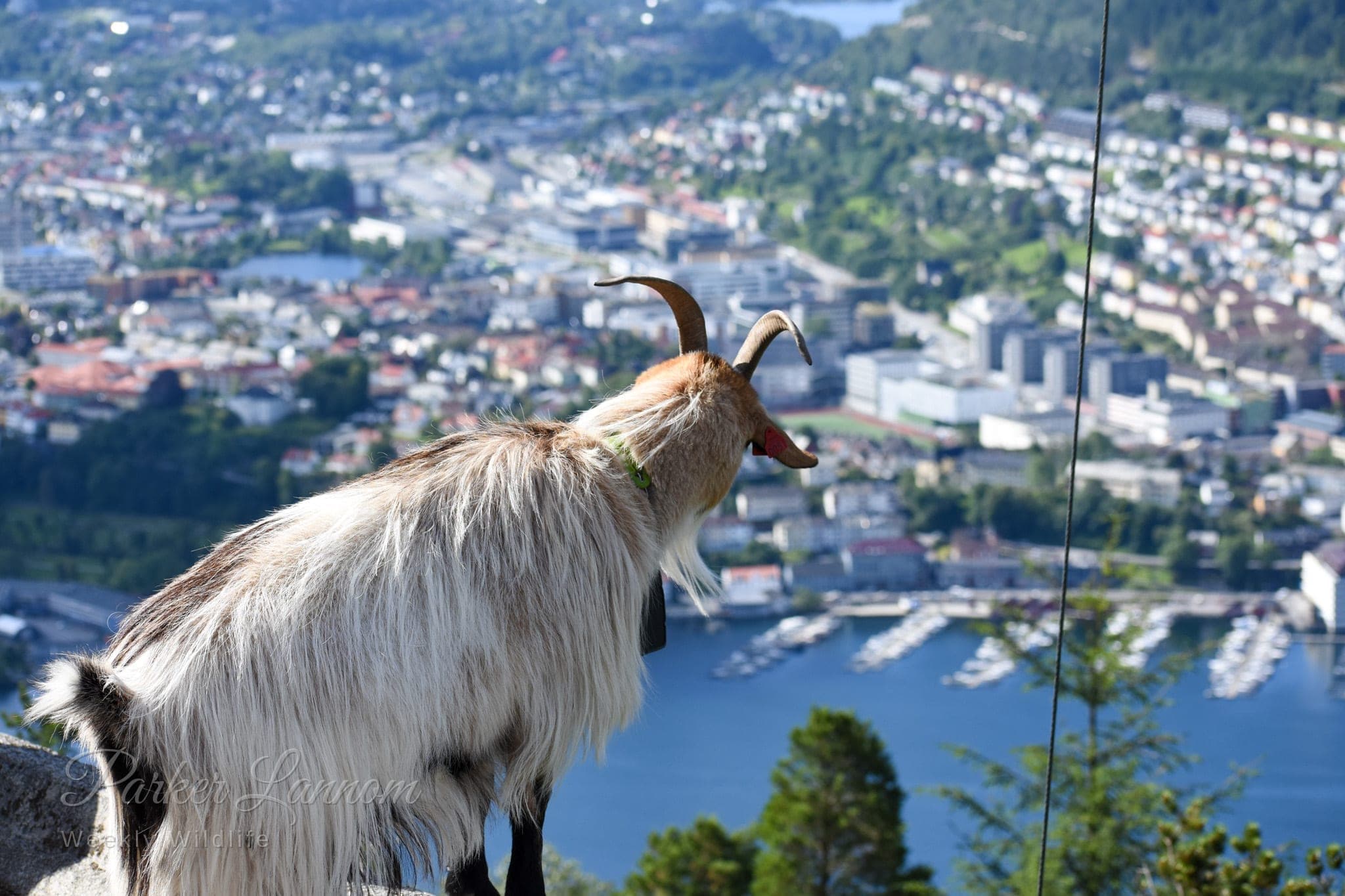 A long-haired goat looking out over the city and harbor of Bergen