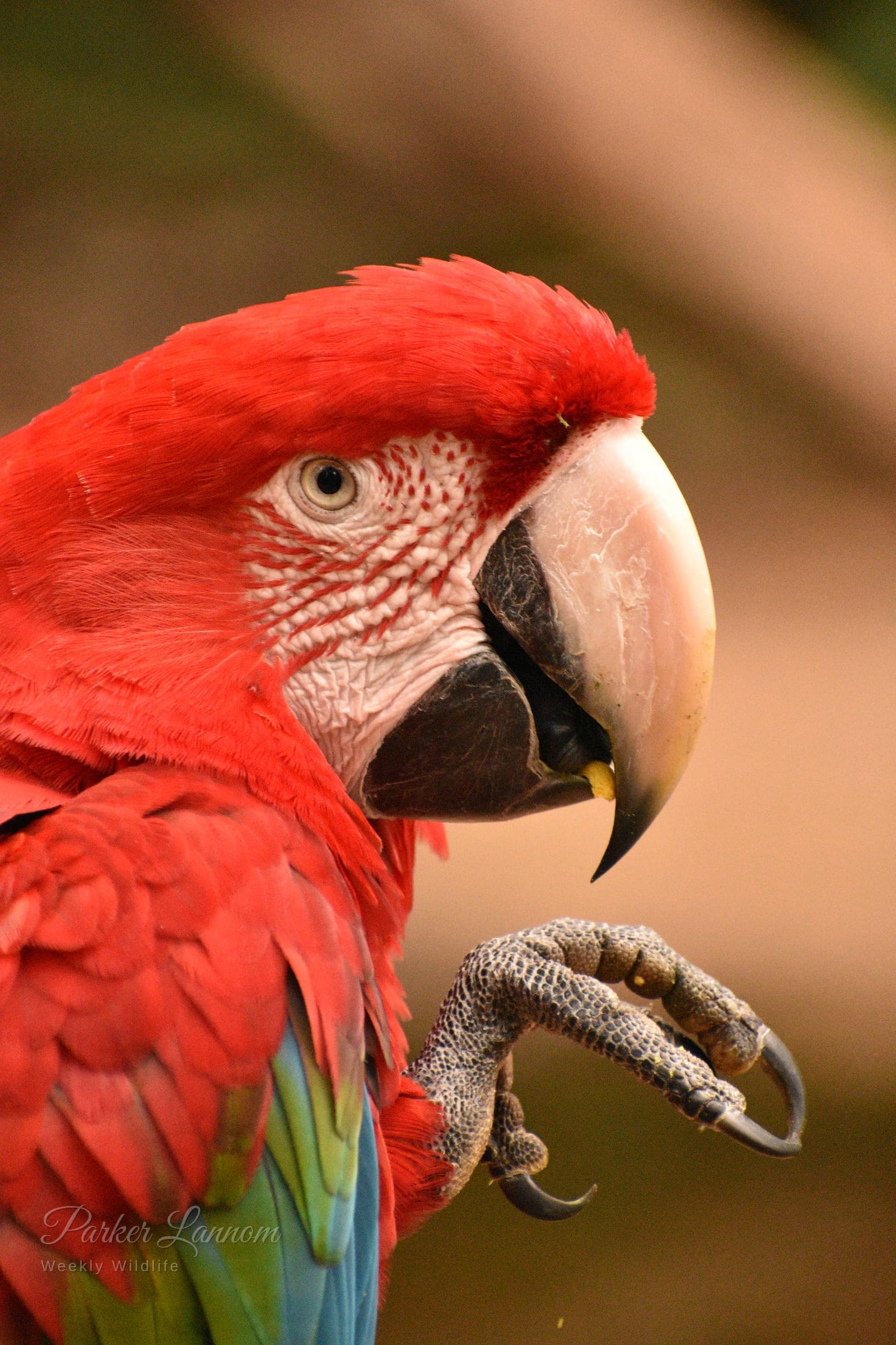 Close portrait of a red green-winged macaw raising one foot