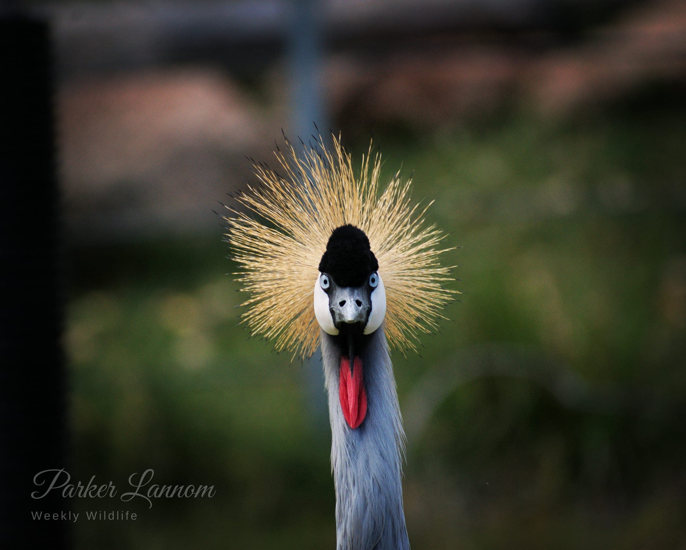 A grey crowned crane facing the camera, golden crest fanned out