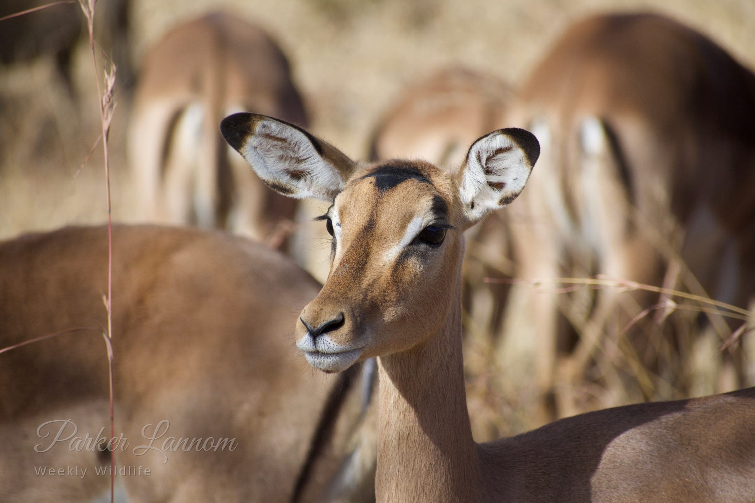 A young impala looking up from within its herd in dry grass