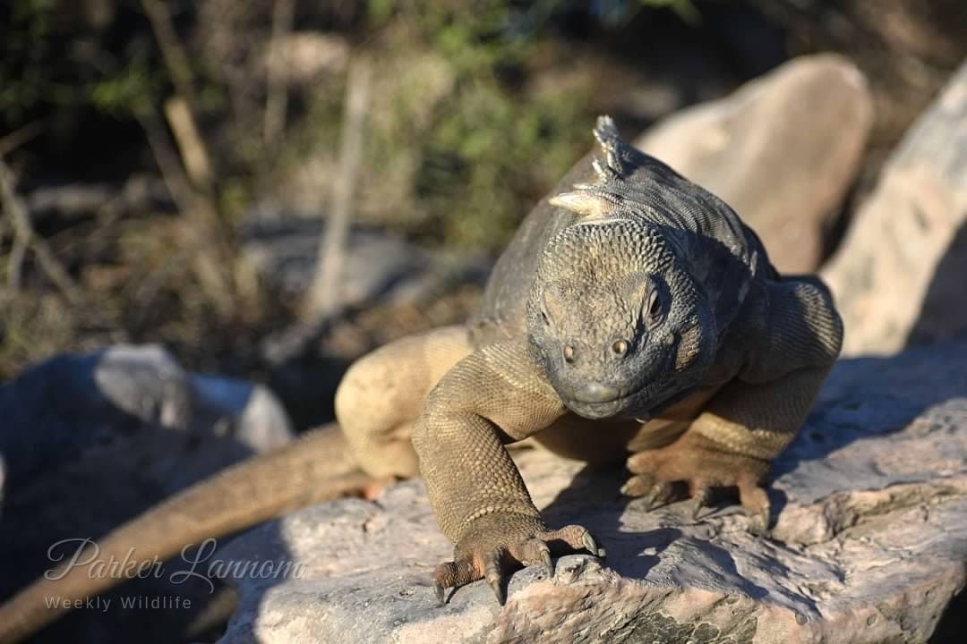 A land iguana basking on a sun-warmed rock
