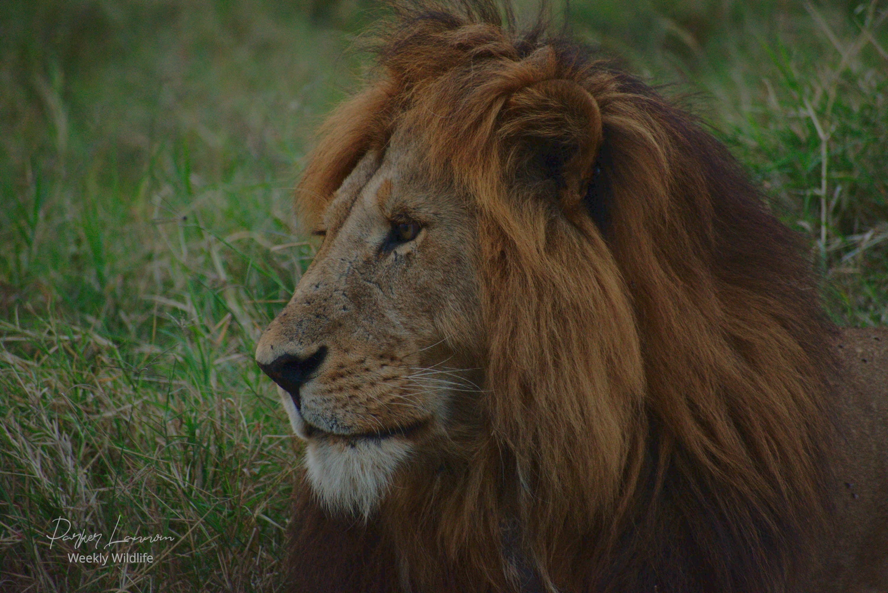 A male lion in profile, resting in tall green grass