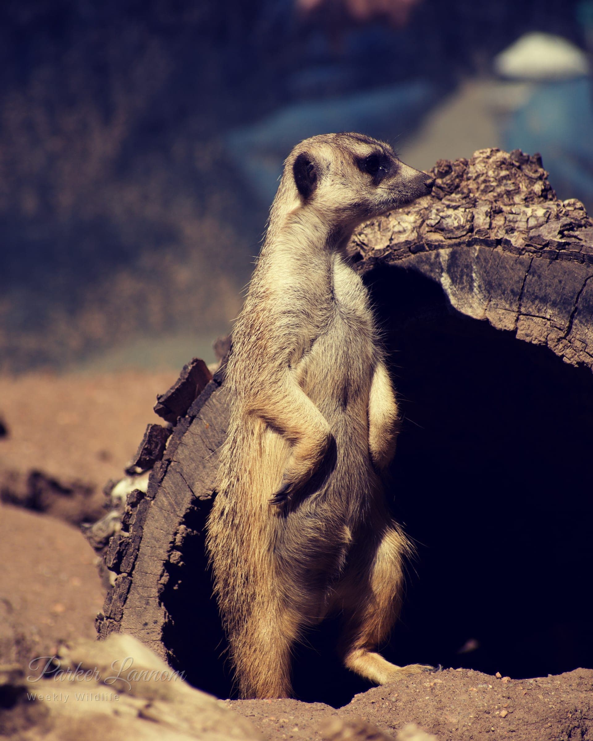 A meerkat standing upright beside a hollow log