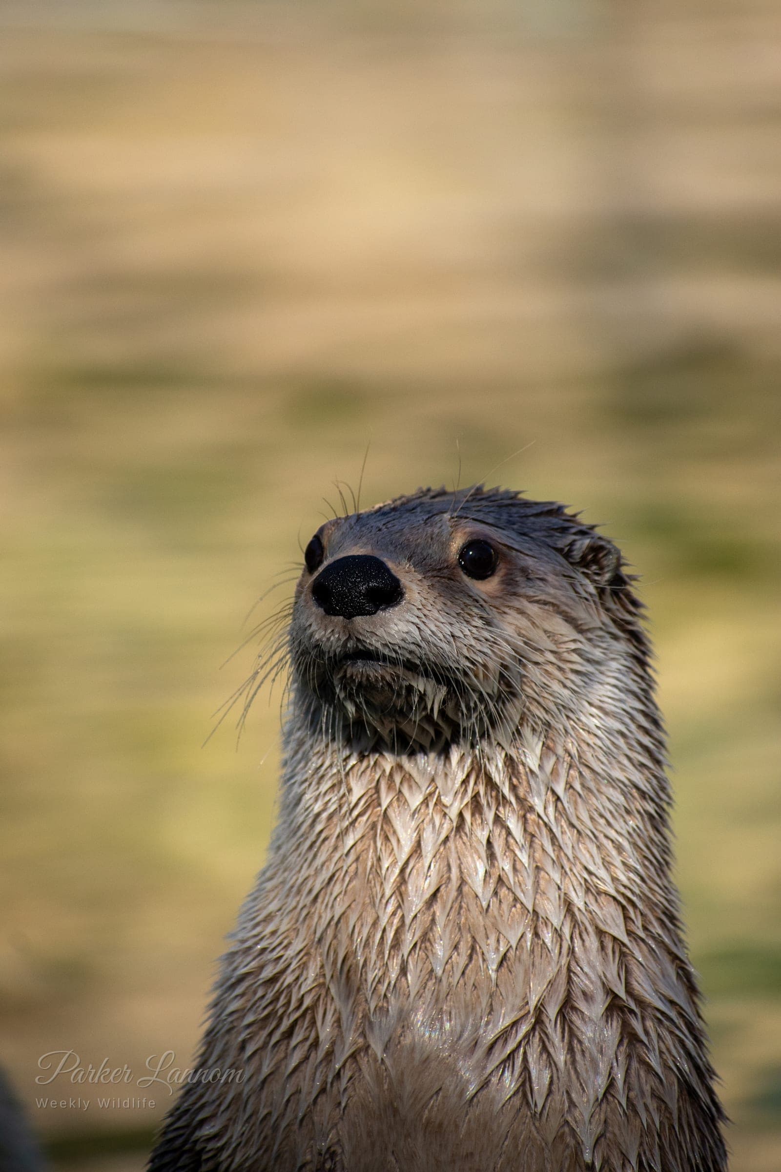 A wet river otter sitting upright, looking past the camera