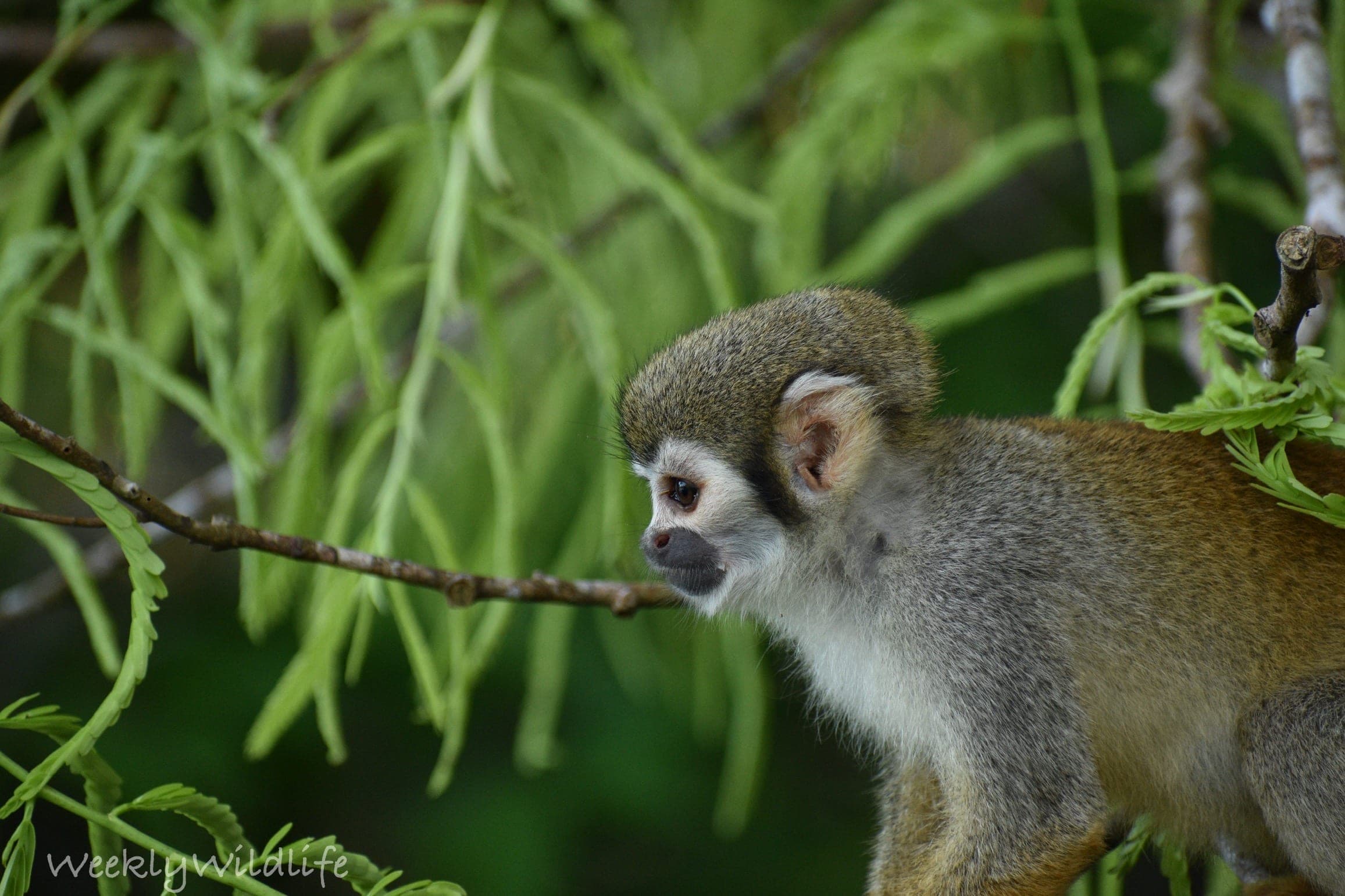 A squirrel monkey perched on a thin branch among green leaves