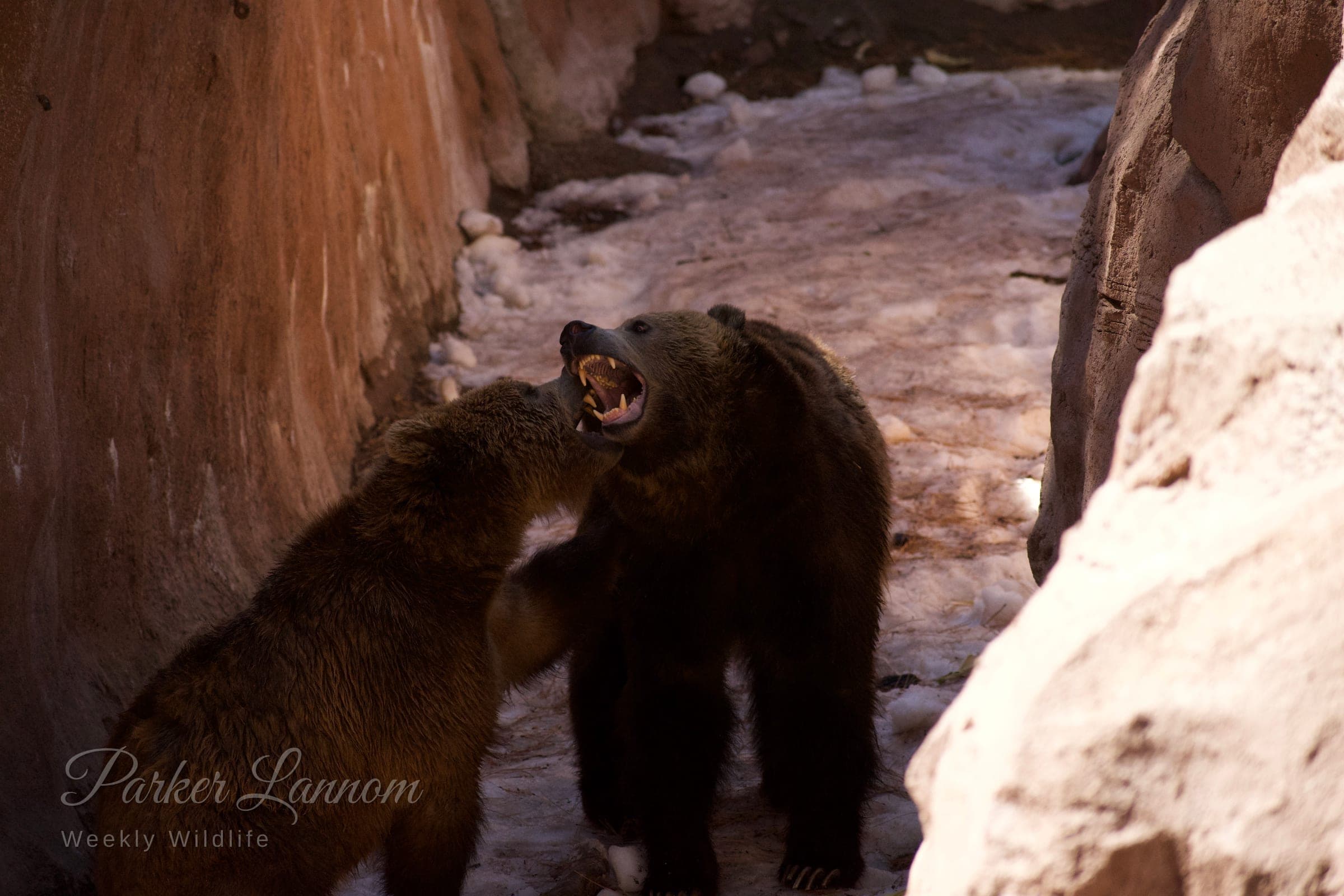 Two brown bears facing off in a snowy rock gully, one baring its teeth